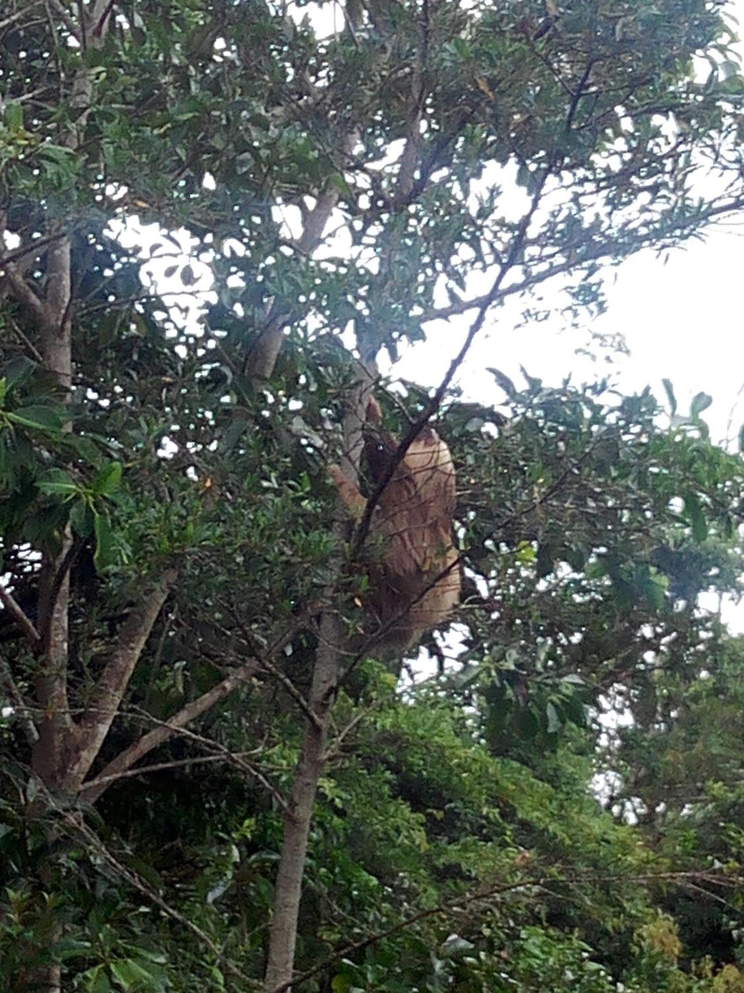 Hotel Claro De Luna Monteverde Eksteriør bilde