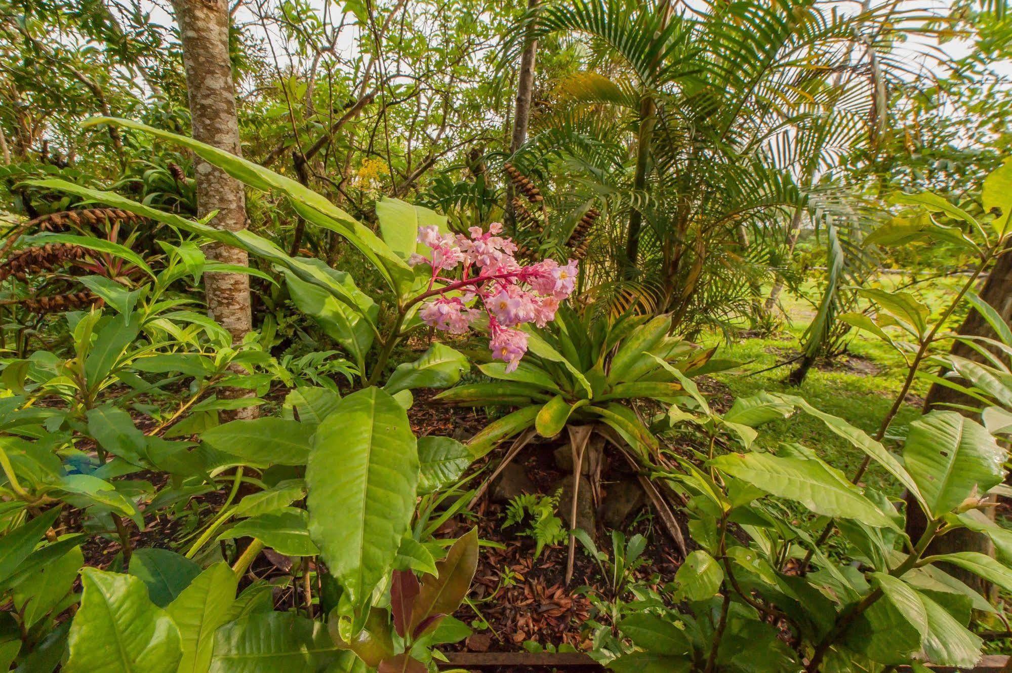 Hotel Claro De Luna Monteverde Eksteriør bilde